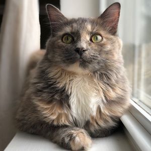 Meet your Posher, Halle